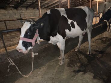 молочные корова: Продаю | Корова (самка) | Голштин | Для молока | Не стельные