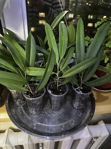 Фикусы: Фикус Али, бенджамин сатылат — 1