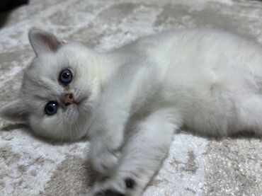 Pişiklər: Şinşilla, Erkək, Yaxşı əllərə, Ünvandan götürmə — 6