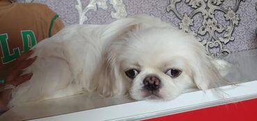 canavar dişi satılır: Pekines, 11 ay, Dişi, Peyvəndli, Ödənişli çatdırılma