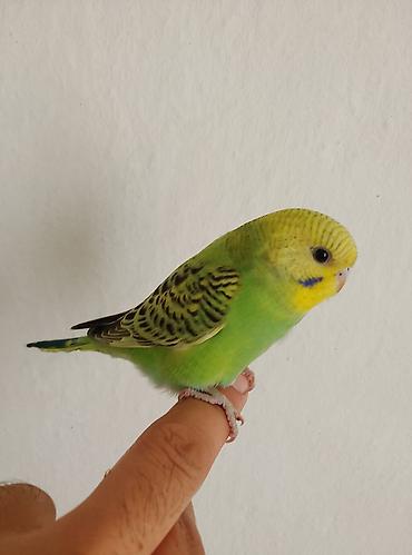 кормушки для птиц: 900 сом Волнистый попугайчик (Budgerigar) ручного выведения. - Окрас — 2
