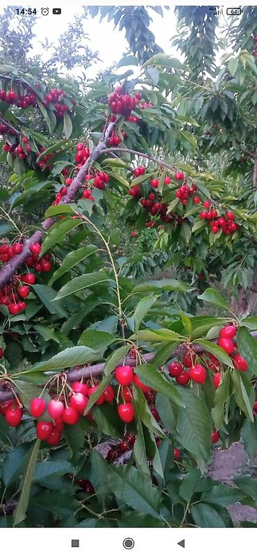 Продажа коттеджей и домов: Продаётся дом, 80 кв. м. 6 комнат, кирпичный, тёплый. Хозпостройки — 23