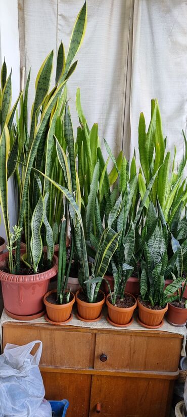 Другие комнатные растения: Сансевиерия лаурентия Есть отростки некоторых комнатных растений с