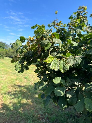 Çöl bitkiləri: Fındıq (Corylus avellana) kolu – meyvə bağları və həyətyanı sahələr