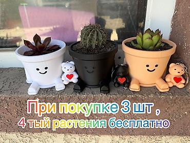 Комнатные растения кактус и суккулент красный и зеленый . В