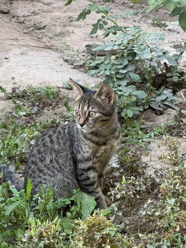 красивые коты: Беспородная, 2 месяца, Девочка, Серый
