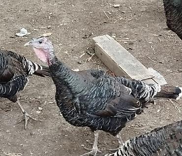 quş papuqay: Dişi hinduşkadı cavandı tam sağlamdı Amerikan bronz hinduşkasidi yerli — 2
