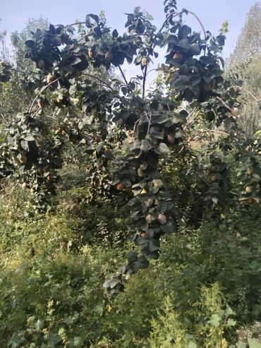 Torpaq sahələrinin satışı: 95 sot, Biznes üçün, Mülkiyyətçi, Kupça (Çıxarış) — 10