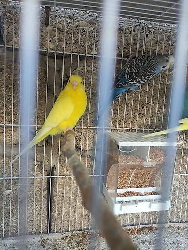 Tutuquşları: Korella 35 manattan bozlar sarilar 45-50 Azn qefesde var 15-20 Azn — 6