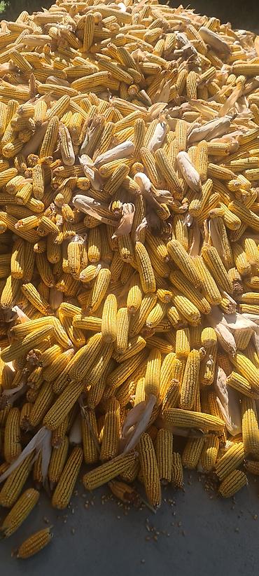 пшеница тринити: Кукуруза в початках (гибридная, бренд Pioneer Seed Corn) - Вид — 1