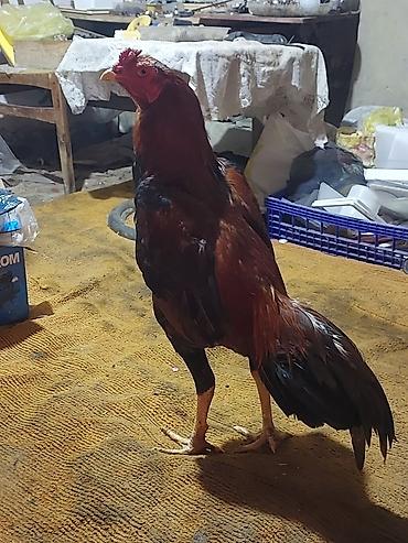 Xoruzlar: Xoruz, il: <1, Ödənişli çatdırılma — 4