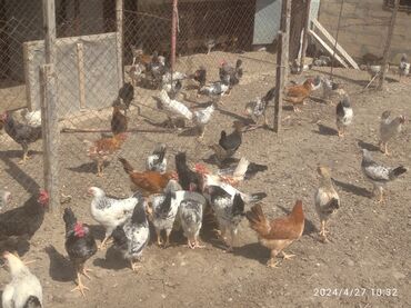 toyuq cuce satisi: Куриные цыплята, Для разведения, Бесплатная доставка