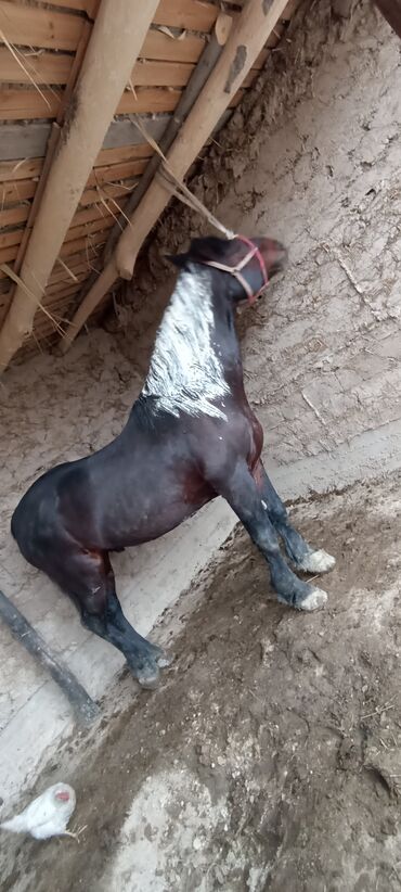 Лошади, кони: Продаю | Конь (самец) | Полукровка | Рабочий | Племенные — 4