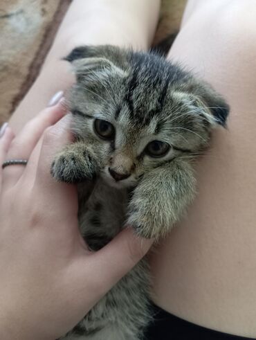 Коты: Котенок,вислоухая девочка, примерно 1.5 месяца отдам в добрые руки к