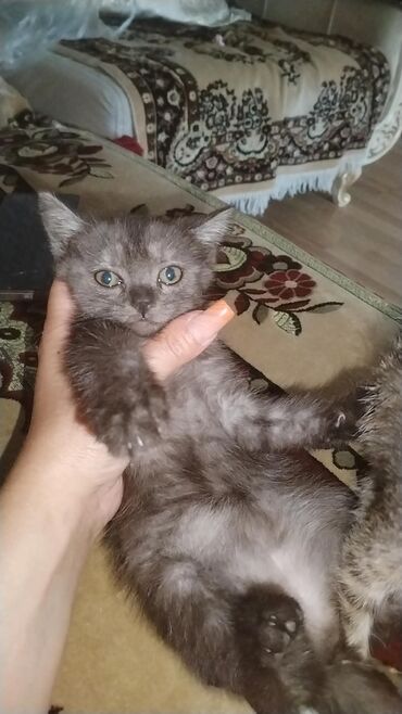 Аквариумы: Шиншилла, Самка, В добрые руки, Самовывоз