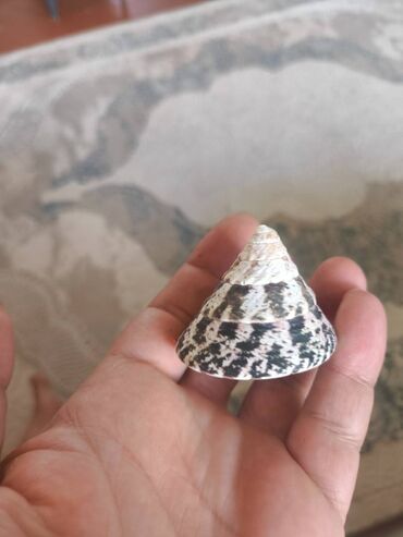 Digər ev dekoru: 1. Növ və nadirlik: • Soldakı və sağdakı hamar, qəhvəyi naxışlı — 9