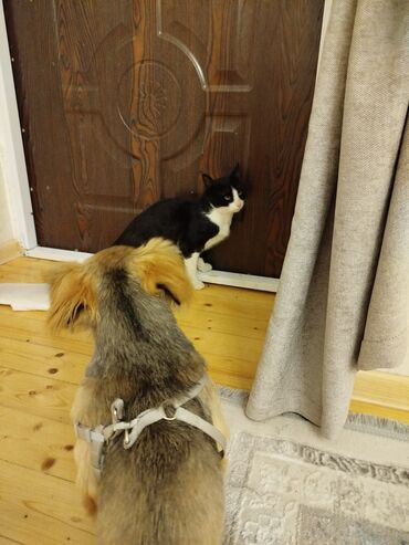 it ucun qurd dermani: Pekines, 6 ay, Erkek, Peyvəndli, Ödənişli çatdırılma