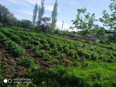 под бизнес аренда: 5 соток, Бизнес үчүн, Кызыл китеп, Техпаспорт, Башкы ишеним кат