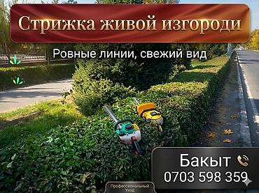 саженцы елки: Саженцы и декоративные посадки для сада и двора. Предлагаются: - — 1