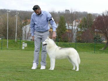 Psi: Dostupan muzjak sibirskog haskija za uzgoj ili kao ljubimac: Unreal — 12