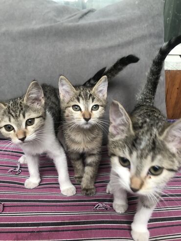 бенгальский кот домашний: Кошка даром: Беспородная, 2 месяца, Девочка
