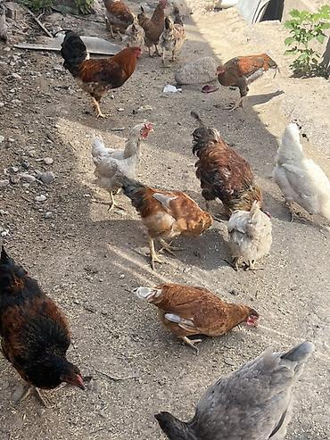 породистые кошки бишкек: Продаю | Куры | Домашняя | Для разведения — 3