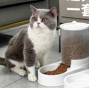 миски для животных: Миска для кошек и для собак мелких и средних пород Автоматическая