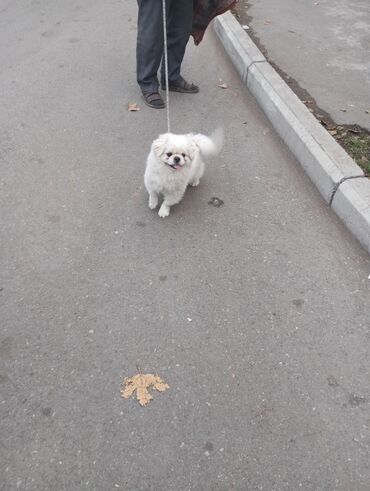 böyümeyen itler: Pekines, 1 ay, Erkek