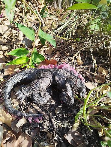 Статуэтки: Годзилла Hiya toys Godzilla evolved heat ray version - Высота около — 3