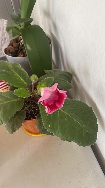 цветы невесты: Глоксиния комнатная в горшке (Gloxinia, Sinningia speciosa) - Крупные — 10