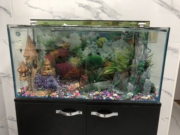 купить аквариум: Akvarium-şkaf, Balıqlarla birlikdə, 80 l, Ödənişli çatdırılma, Ünvandan götürmə