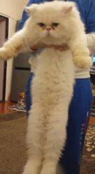 Грызуны: Экзот, Самец, В добрые руки, Самовывоз, Платная доставка