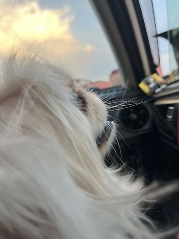 pekinez: Pekines, 1 il, Dişi, Ünvandan götürmə, Pulsuz çatdırılma — 5