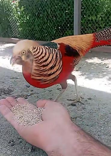 tap az goyercin satisi: Qızıl Fazan (Chrysolophus pictus) - Nadir dekorativ quş növü, parlaq — 4