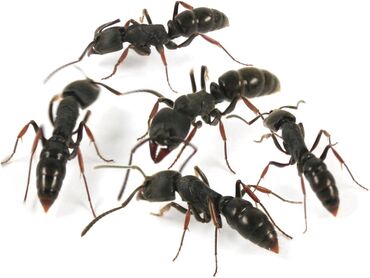 муравьи: Ectomomyrmex astutus - муравьи понерины, размер 14 мм, цвет черный