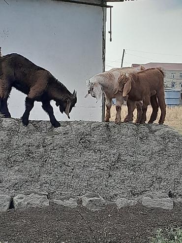 damazlıq heyvanların satışı: Qəhvəyi və müxtəlif rəngli yerli keçilər Məhsul təsviri: - Şəkillərdə — 7