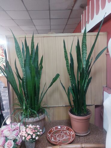 живые растения: Растения в больших горшках, в офис, в дом 2 и более скидка Китайская