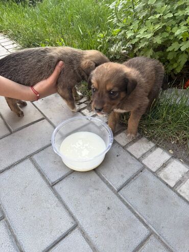 Отдам даром собаку: Собака даром: 1 месяц, Самец