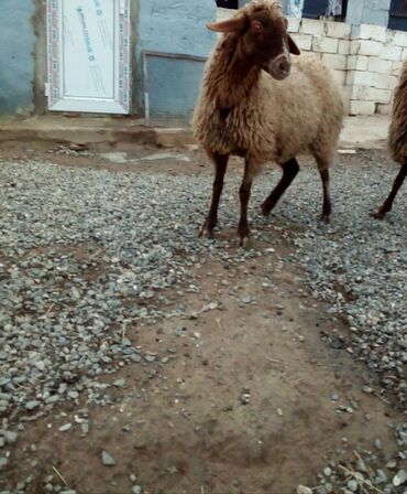 Qoyunlar, qoçlar: Məhsul: Qoyunlar - Növ: Yerli (ehtimalən qaragül/yağlı quyruq tipli) — 6