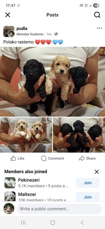 Psi: Pudle – štenad mini tipa Opis: - Preslatka legla pudli sa kovrdžavom — 1