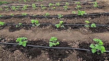 Капельный полив: Капельная трубка с эмиттерами диаметр трубки: 16 мм;· длина бухт — — 4