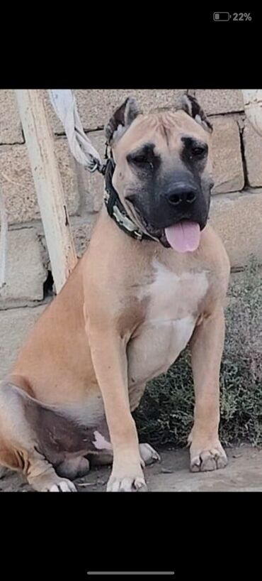 İtlər: Pitbul, 7 ay, Erkek, Ödənişli çatdırılma — 6