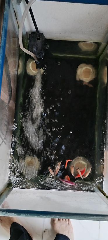 Akvariumlar: Akvaryum və balıqlar paketi - Şüşə akvaryum (şaquli formalı, 4 şüşə — 2