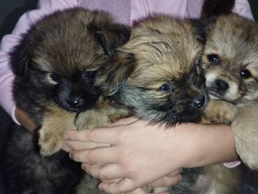 домик для большой собаки: Pekines cinsi 1 ay yarımlıqdılar 2 si erkək biri dişi biri quyruqsuz