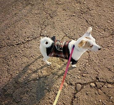 jack russel: Real alıcılar narahat eləsin qiymət 170 real alıcıya endirim cinsi — 1