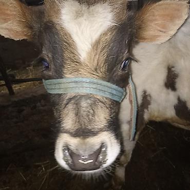 Коровы, быки: Продаю | Бык (самец) — 6