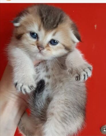 купить шотландского котенка в Азербайджан | Коты: Куплю породистого вислоухого котенка.🐈Документы и прививки