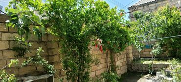 Ağaclar: Heyet evi tecili satilir torpax qiymetine yerlesir xirdalanda -da lalafo.az — 1 Ağaclar: Heyet evi tecili satilir torpax qiymetine yerlesir xirdalanda — 1