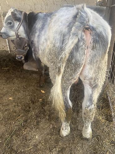 Коровы, быки: Продаю | Бык (самец) | Привязанные — 1