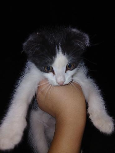 продажа домашних животных: 3 месяца, Мальчик — 2